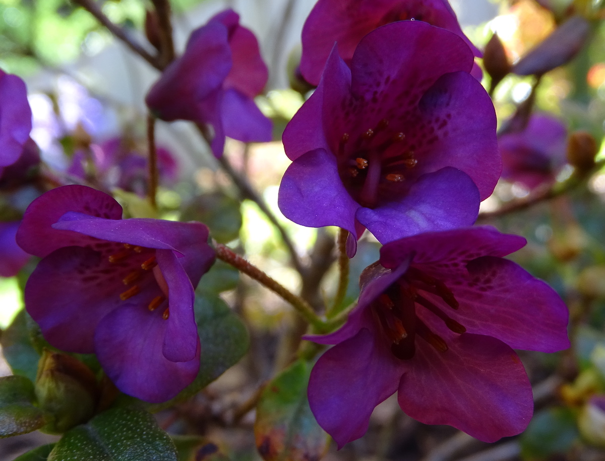 'Patricia' (R. campylogynum Charopoeum Group)